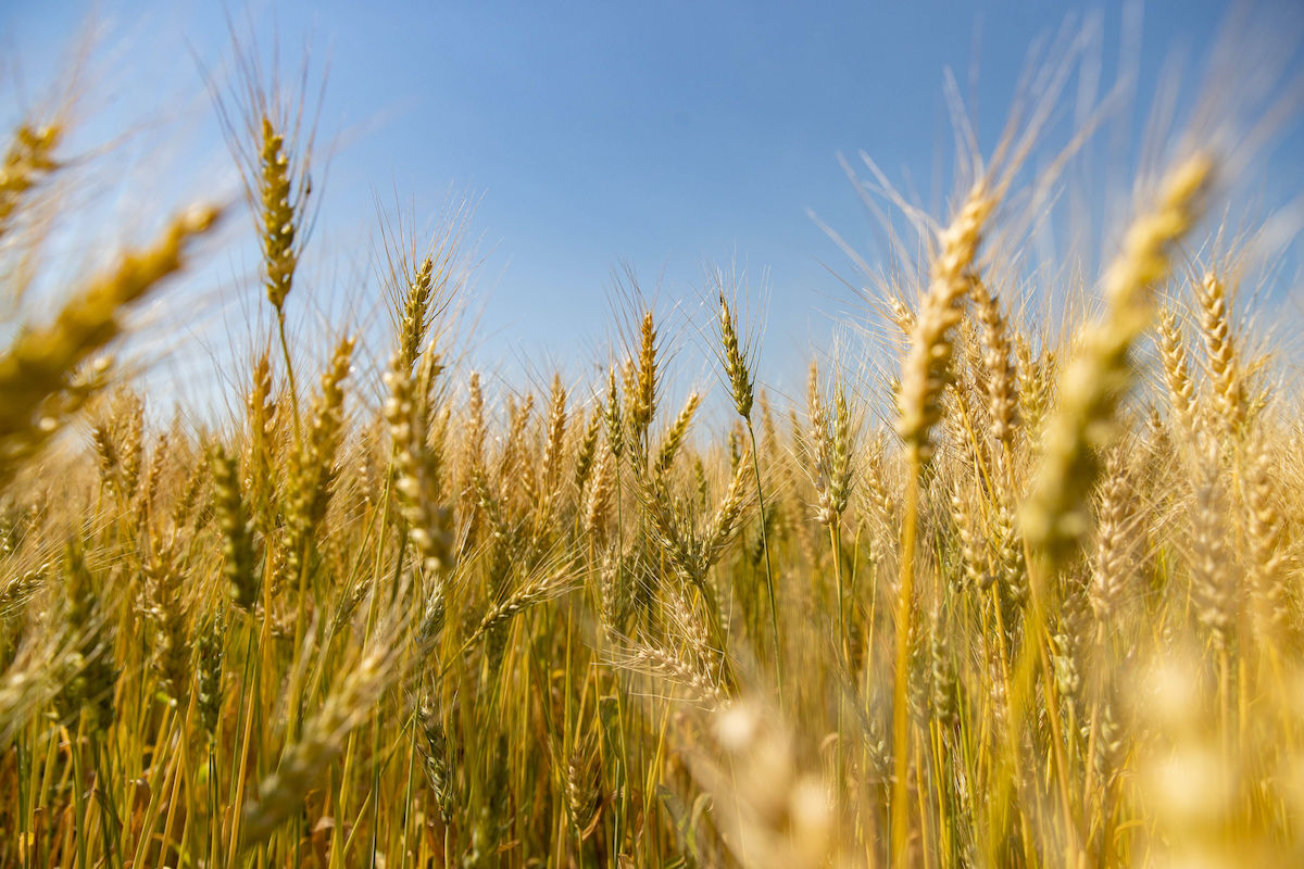 wheat in a field against a blue sky
