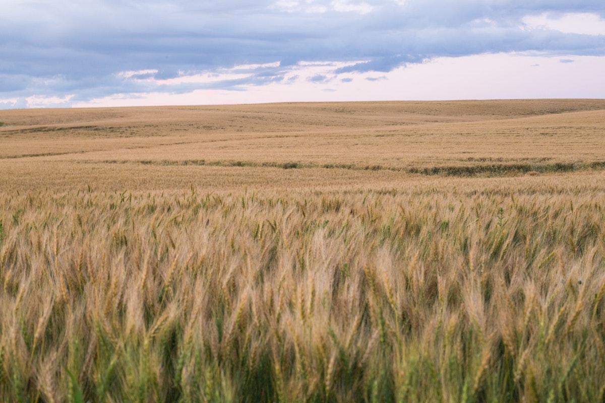 giant wheat field in the prairies