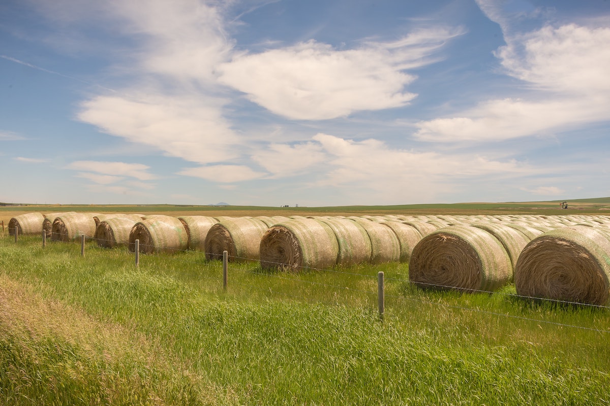 bales of hay in an alberta field organized in rows