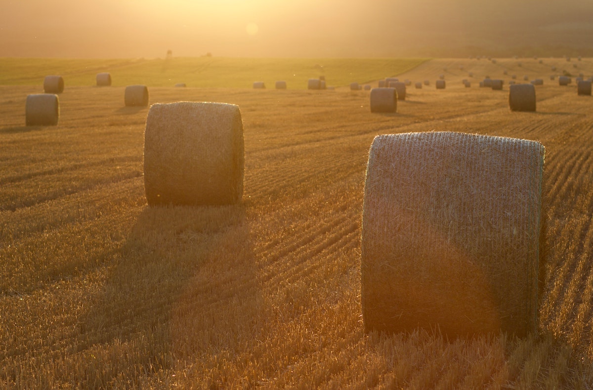 rolled bales of hay in a field in the battle river region silhouetted against a sunset